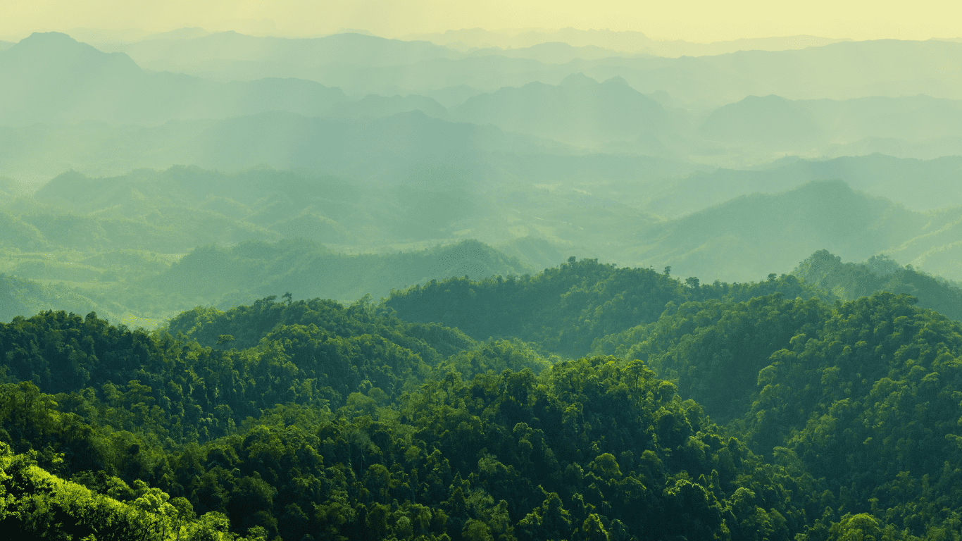 sunbeams shine through the trees in the mountains
