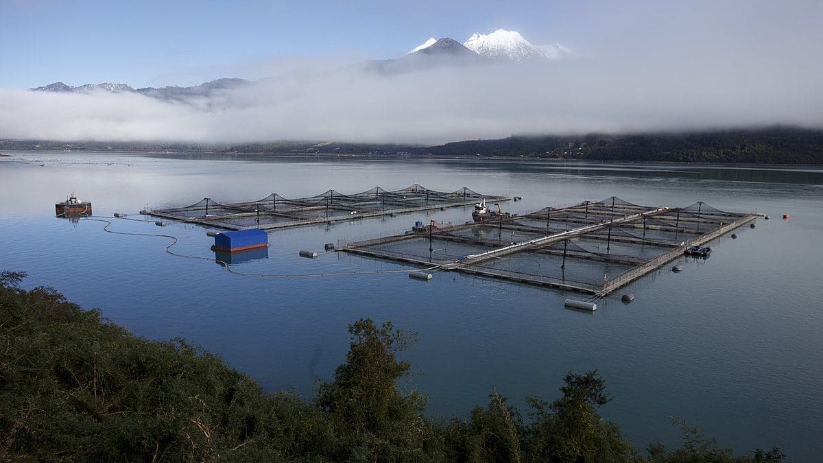 El Futuro de la Acuicultura en Chile: Sostenibilidad, Transparencia y el Rol de Achilles en la Cadena de Suministro