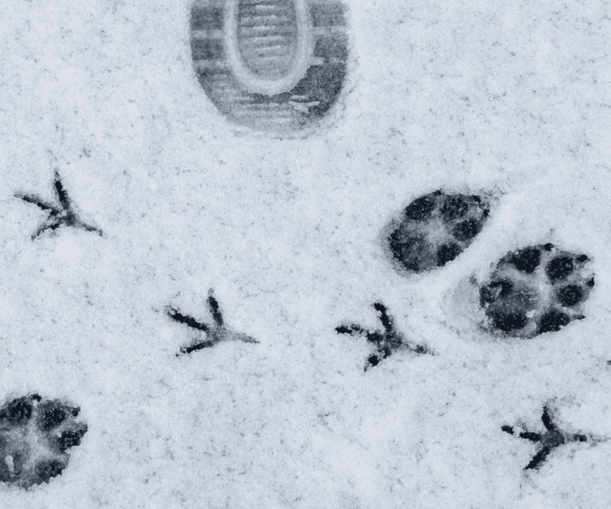 footprint carbon course