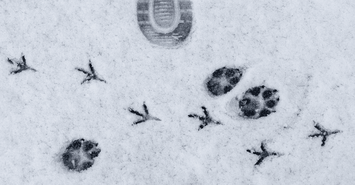 Achilles Academy: De la teoría a la práctica: Cálculo de emisiones GEI según ISO 1.064-1:2018 y GHG Protocol